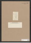 Navicula abrupta Donk (de-Toni-Nr.: Genus 1, Species 328) Zeichnungen Sammlung Grunow Nr. 752 (NHMW-BOT-W0367150)